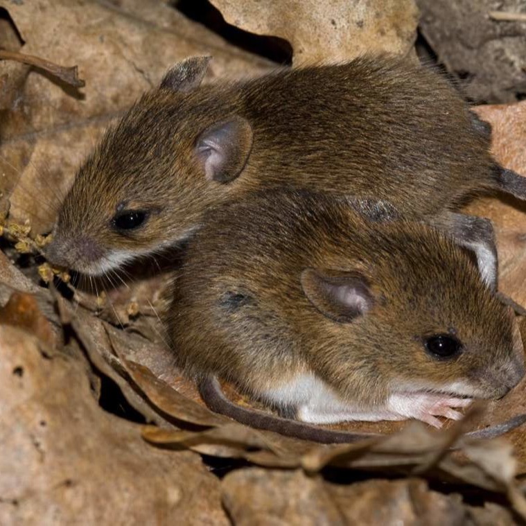 Уничтожения мышей в частном доме в Копейске?