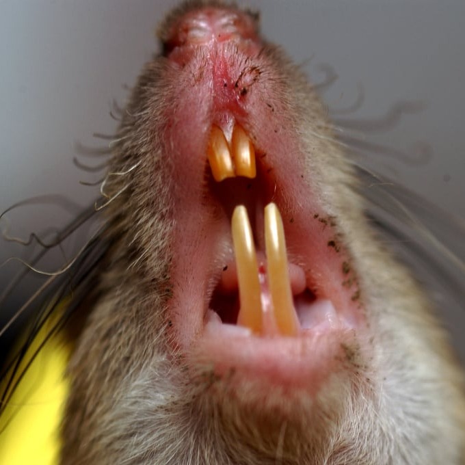 Дератизация крыс в Копейске?